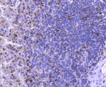 Active/Pro-Caspase 3 Antibody in Immunohistochemistry (Paraffin) (IHC (P))