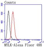 MYLK Antibody in Flow Cytometry (Flow)