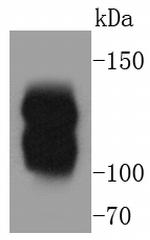 MYLK Antibody in Western Blot (WB)