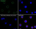 Caspase 1 Antibody in Immunocytochemistry (ICC/IF)