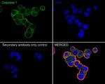 Caspase 1 Antibody in Immunocytochemistry (ICC/IF)