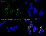 Caspase 1 Antibody in Immunocytochemistry (ICC/IF)