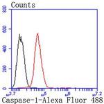 Caspase 1 Antibody in Flow Cytometry (Flow)