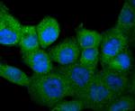 M-CSF Antibody in Immunocytochemistry (ICC/IF)