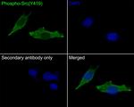 Phospho-SRC (Tyr419) Antibody in Immunocytochemistry (ICC/IF)