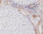 Vitronectin Antibody in Immunohistochemistry (Paraffin) (IHC (P))