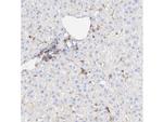 Vitronectin Antibody in Immunohistochemistry (Paraffin) (IHC (P))