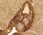 Vitronectin Antibody in Immunohistochemistry (Paraffin) (IHC (P))