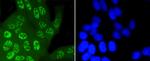 Phospho-JNK1/JNK2/JNK3 (Thr183, Thr221) Antibody in Immunocytochemistry (ICC/IF)