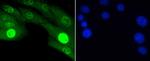 Phospho-JNK1/JNK2/JNK3 (Thr183, Thr221) Antibody in Immunocytochemistry (ICC/IF)