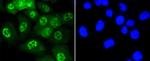 Phospho-JNK1/JNK2/JNK3 (Thr183, Thr221) Antibody in Immunocytochemistry (ICC/IF)