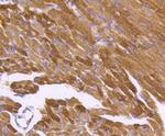 HSP60 Antibody in Immunohistochemistry (Paraffin) (IHC (P))