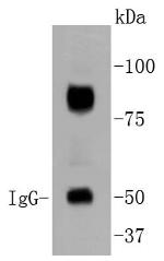 HIF-1 beta Antibody in Western Blot (WB)