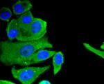 CD304 (Neuropilin-1) Antibody in Immunocytochemistry (ICC/IF)