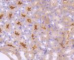 CD304 (Neuropilin-1) Antibody in Immunohistochemistry (Paraffin) (IHC (P))