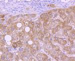 HTRA2 Antibody in Immunohistochemistry (Paraffin) (IHC (P))