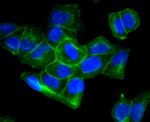 Sodium Potassium ATPase Antibody in Immunocytochemistry (ICC/IF)