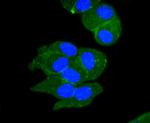 Sodium Potassium ATPase Antibody in Immunocytochemistry (ICC/IF)