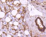 Sodium Potassium ATPase Antibody in Immunohistochemistry (Paraffin) (IHC (P))