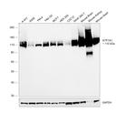 Sodium Potassium ATPase Antibody in Western Blot (WB)