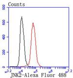 JNK2 Antibody in Flow Cytometry (Flow)