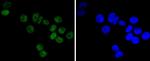 DNA-PK Antibody in Immunocytochemistry (ICC/IF)