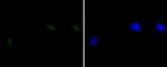 DNA-PK Antibody in Immunocytochemistry (ICC/IF)