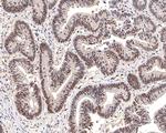 DNA-PK Antibody in Immunohistochemistry (Paraffin) (IHC (P))