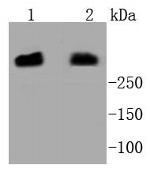 DNA-PK Antibody in Western Blot (WB)