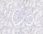 ESRRA Antibody in Immunohistochemistry (Paraffin) (IHC (P))