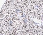 ESRRA Antibody in Immunohistochemistry (Paraffin) (IHC (P))