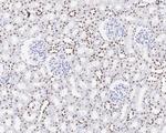 ESRRA Antibody in Immunohistochemistry (Paraffin) (IHC (P))