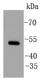 ESRRA Antibody in Western Blot (WB)