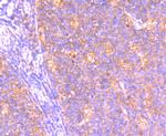 BCL2A1 Antibody in Immunohistochemistry (Paraffin) (IHC (P))