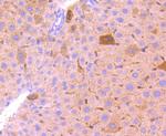 BCL2A1 Antibody in Immunohistochemistry (Paraffin) (IHC (P))