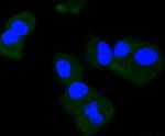 Phospho-TrkB (Tyr817) Antibody in Immunocytochemistry (ICC/IF)