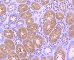 Phospho-TrkB (Tyr817) Antibody in Immunohistochemistry (Paraffin) (IHC (P))