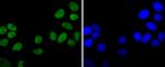 Ku80 Antibody in Immunocytochemistry (ICC/IF)