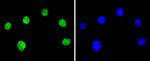 Ku80 Antibody in Immunocytochemistry (ICC/IF)