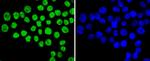 Ku80 Antibody in Immunocytochemistry (ICC/IF)