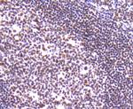 Ku80 Antibody in Immunohistochemistry (Paraffin) (IHC (P))