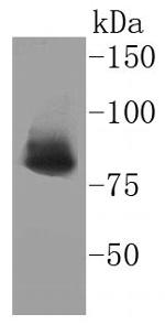 Ku80 Antibody in Western Blot (WB)