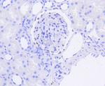 WT1 Antibody in Immunohistochemistry (Paraffin) (IHC (P))