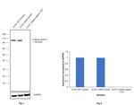 Catenin alpha-1 Antibody in Western Blot (WB)