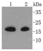 Melan-A Antibody in Western Blot (WB)