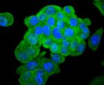 Asparagine Synthetase Antibody in Immunocytochemistry (ICC/IF)