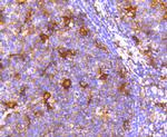 ATG7 Antibody in Immunohistochemistry (Paraffin) (IHC (P))