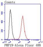 PRP19 Antibody in Flow Cytometry (Flow)