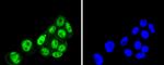 PRP19 Antibody in Immunocytochemistry (ICC/IF)