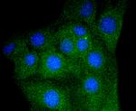 Myoglobin Antibody in Immunocytochemistry (ICC/IF)